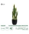 GloboStar® Artificial Garden BLOODLEAF DRACAENA TRIFASCIATA 20060 Τεχνητό Διακοσμητικό Φυτό Αιματόφυλλη Σανσεβιέρια Υ70cm